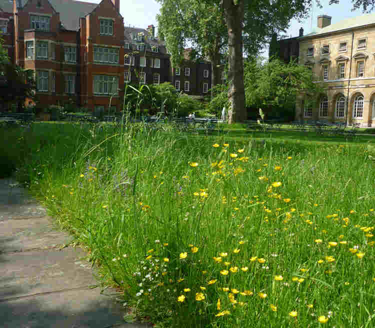Photograph of the meadow area within College Garden