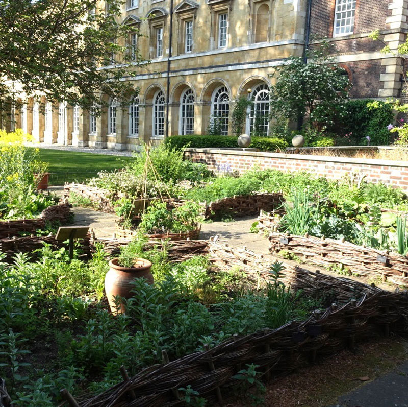 Photograph of medicinal herbs in College Garden, Westminster Abbey
